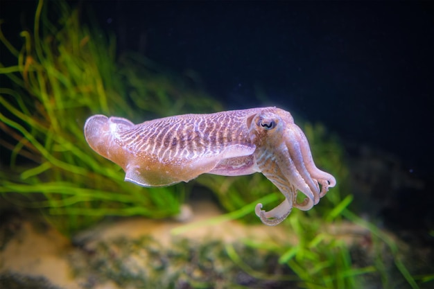 The common european cuttlefish sepia offcinalis underwater