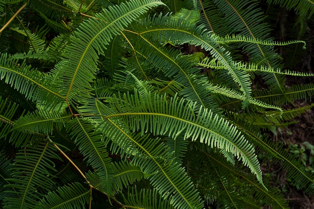 Common ferns on most roadsides