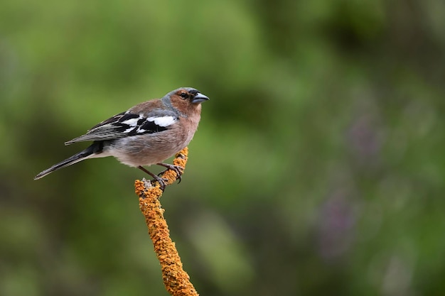 Common finch or Fringilla coelebs Small passerine bird