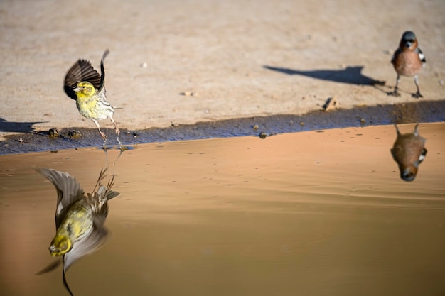 Common finch or fringilla coelebs  small passerine bird