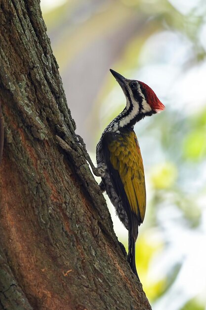 Common flameback woodpeckerDinopium javanense making a nest