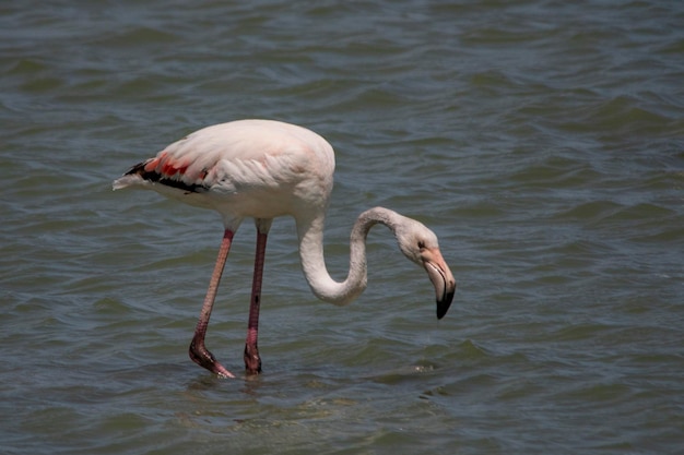 The common flamingo is a species of phoenicopteriform bird in the phoenicopteridae family