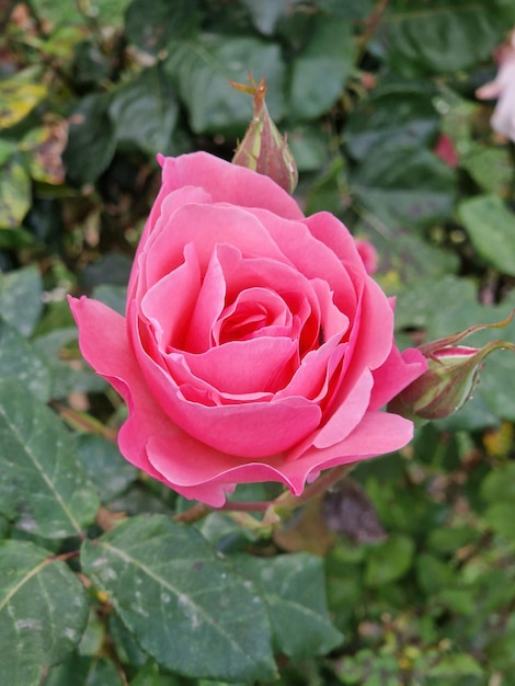 Photo common garden rose in outdoor natural environment