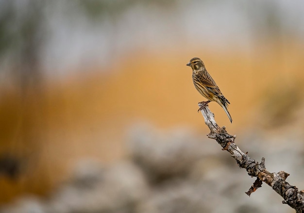 Common garnet or linaria cannabina passerine bird of the fringillidae family