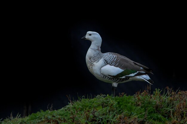 The common geese or magellan goose is a species of anseriform bird of the anatidae family