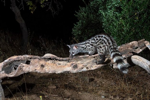 Common genet (Genetta genetta) Malaga, Spain