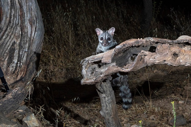 Common genet (Genetta genetta) Malaga, Spain