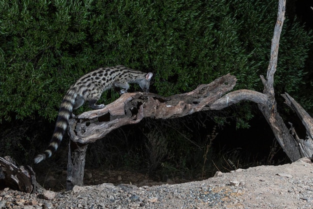 Common genet (Genetta genetta) Malaga, Spain