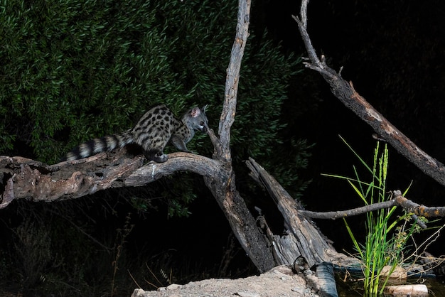 Common genet (Genetta genetta) Malaga, Spain