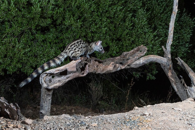 Common genet (Genetta genetta) Malaga, Spain