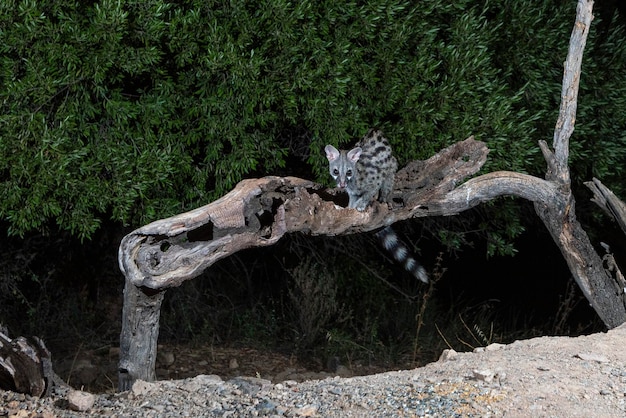 Common genet (Genetta genetta) Malaga, Spain