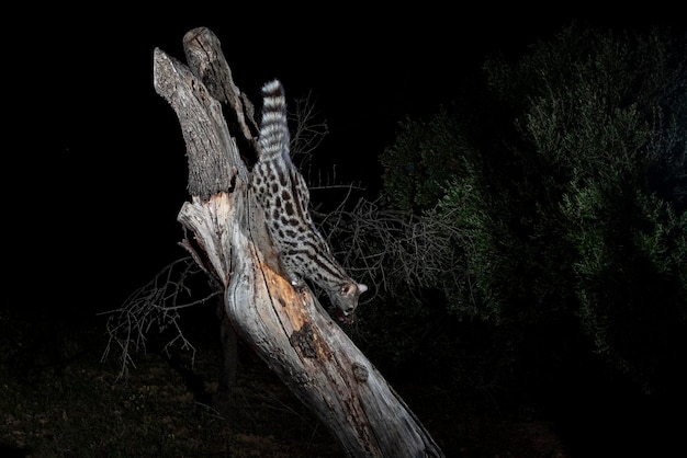 Common genet Genetta genetta Malaga Spain