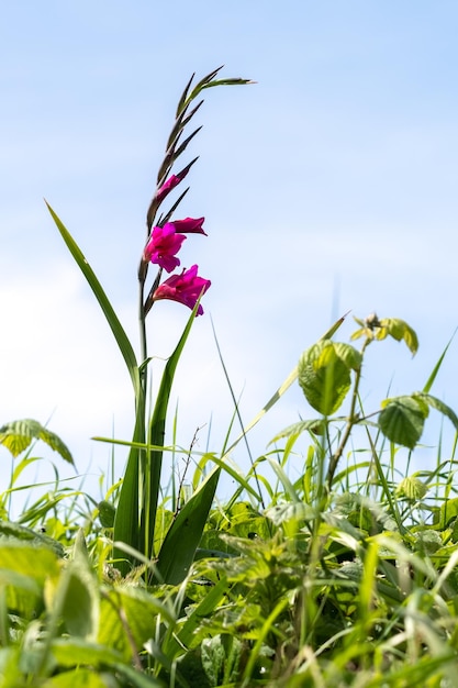 Common Gladiolus Gladiolus communis L growing wild in Devon