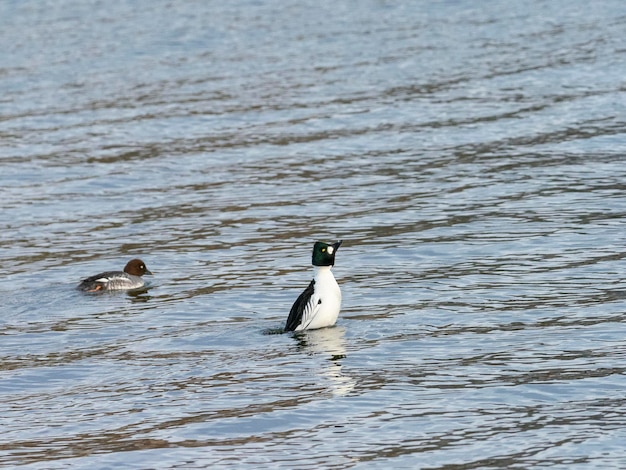 common goldeneye or goldeneye (Bucephala clangula) Stockholm, Sweden