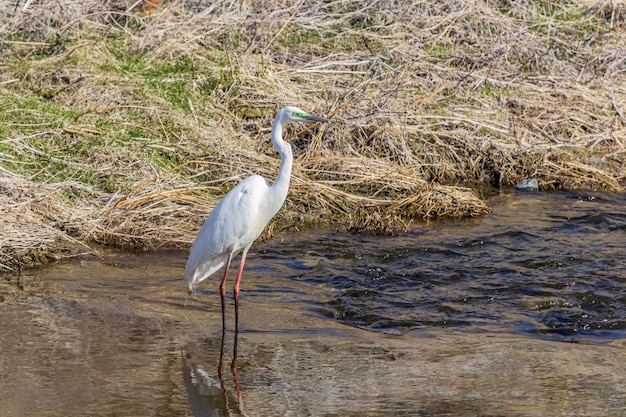 Common Great Egret