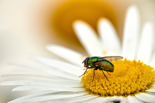 Common green bottle fly pollinating a white daisy flower outdoors Closeup of one blowfly feeding off nectar from the yellow pistil on a marguerite plant Macro of a sericata insect in an ecosystem