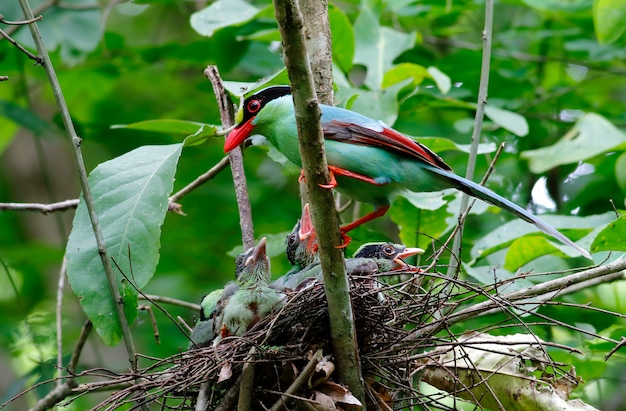 Common green magpie Cissa chinensis Beautiful Birds of Thailand with baby in the nest