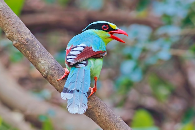 Common green magpie Cissa chinensis Beautiful Birds of Thailand