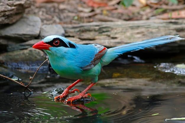 Common green magpie Cissa chinensis Beautiful Birds of Thailand