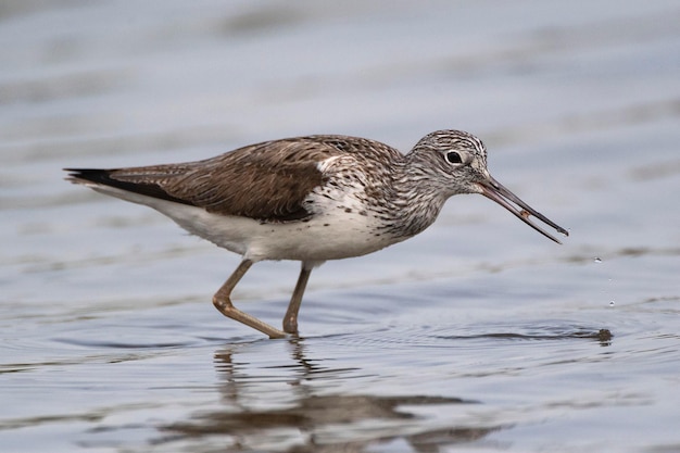 Common greenshank Tringa nebularia Malaga Spain