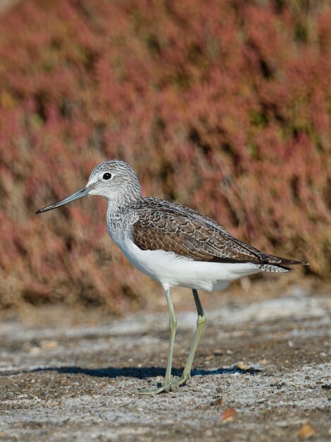 Common greenshank Tringa nebularia Malaga Spain