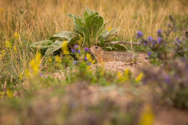 Common ground squirrel on blooming meadow. European suslik. Spermophilus citellus. Wildlife animal in the nature habitat. Little park in the middle of the rush city.