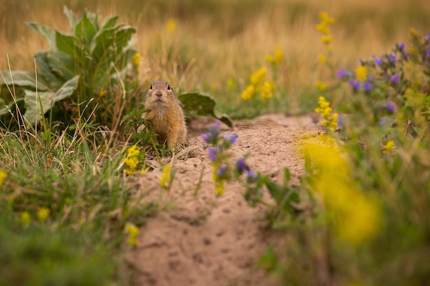 Common ground squirrel on blooming meadow. European suslik. Spermophilus citellus. Wildlife animal in the nature habitat. Little park in the middle of the rush city.