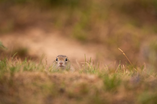 Common ground squirrel on blooming meadow. European suslik. Spermophilus citellus. Wildlife animal in the nature habitat. Little park in the middle of the rush city.