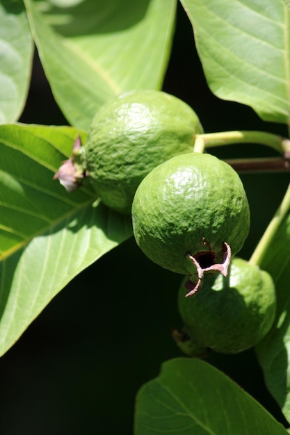 Common guava fruits on the tree