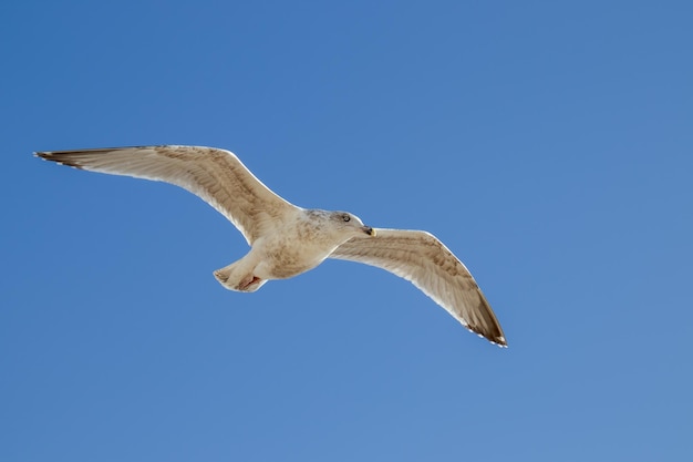 Common Gull in flight at Worthing