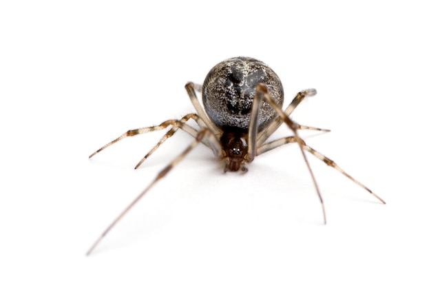 Common house spider - Achaearanea tepidariorum on a white isolated