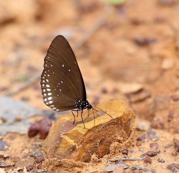 Common Indian Crow butterfly (Euploea core Lucus)