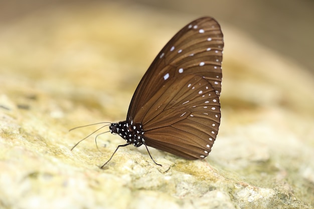 Common Indian Crow butterfly (Euploea core Lucus)