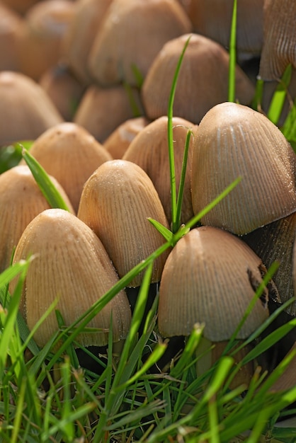 Common Ink Caps or mushrooms growing on green grass outdoors on the lawn or local park A cluster of a species of fungus spreading on pasture Fruit bodies appearing on a lawn in summer or spring