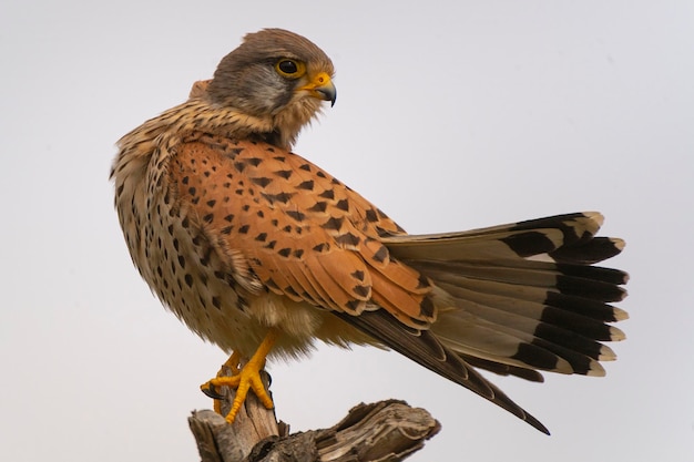 Common kestrel European kestrel Eurasian kestrel or Old World kestrel Falco tinnunculus Malaga