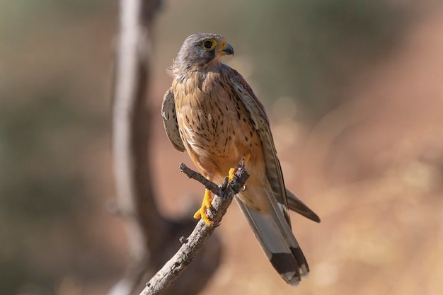 Common kestrel European kestrel Eurasian kestrel or Old World kestrel Falco tinnunculus Malaga