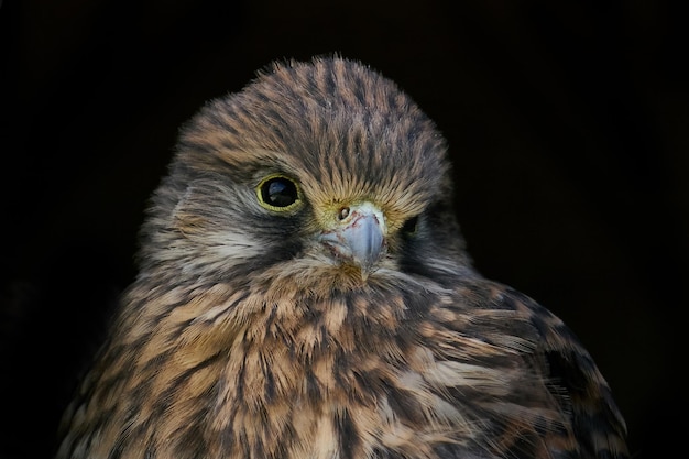 Common kestrel Falco tinnunculus juvenile