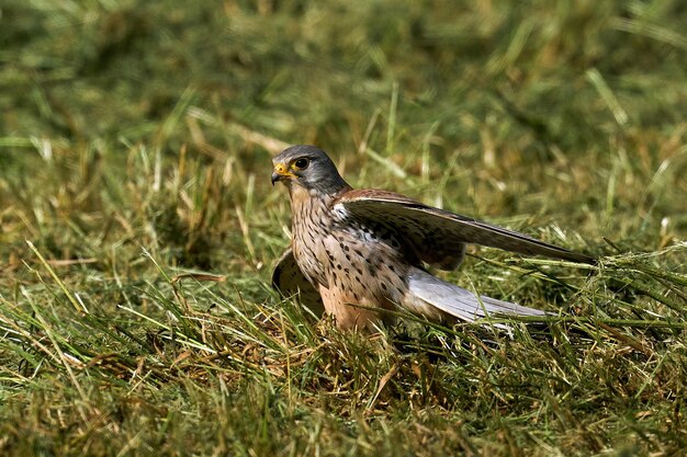 Common kestrel Falco tinnunculus