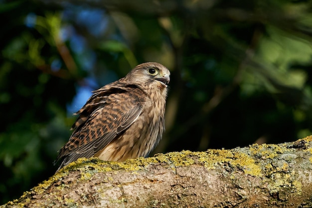 Common kestrel Falco tinnunculus