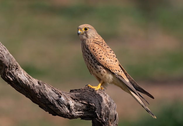 Common kestrel female Falco tinnunculus perched on a branch