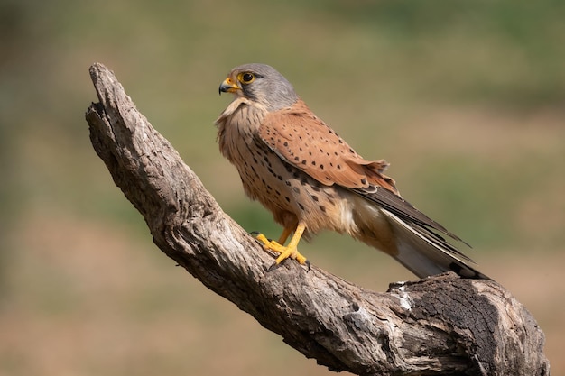 Common kestrel female Falco tinnunculus perched on a branch