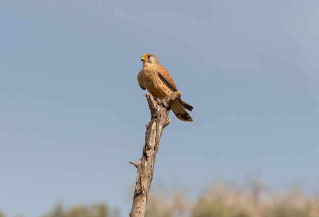 Common kestrel male Falco tinnunculus on its perch