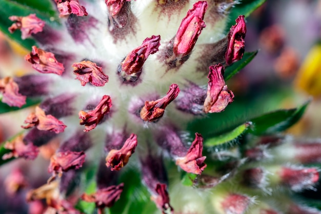 Common kidney vetch is native to Europe. It is used in traditional medicine, externally to promote wound healing and internally as a laxative and for kidney disorders.