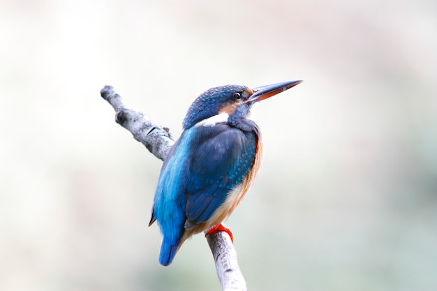 Common Kingfisher Alcedo atthis Beautiful Female Birds of Thailand