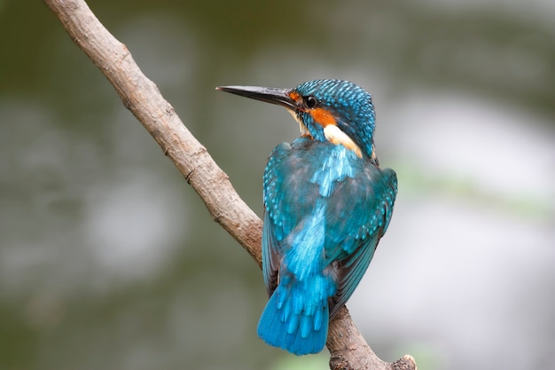 Common Kingfisher Alcedo atthis Beautiful Male Birds of Thailand