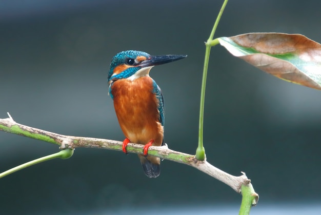 Common Kingfisher Alcedo atthis Beautiful Male Birds of Thailand