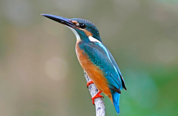 Common Kingfisher Alcedo atthis Beautiful Male Birds of Thailand