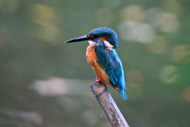 Photo common kingfisher alcedo atthis beautiful male birds of thailand