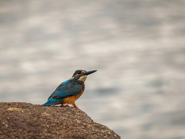 Common kingfisher Alcedo atthis Bird in its natural environment