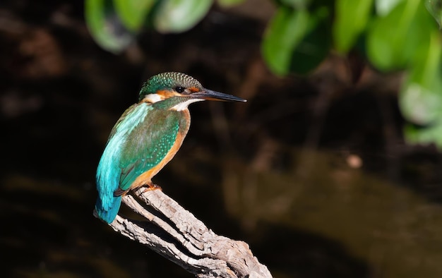 Common kingfisher Alcedo atthis A bird sits on a bank above the river